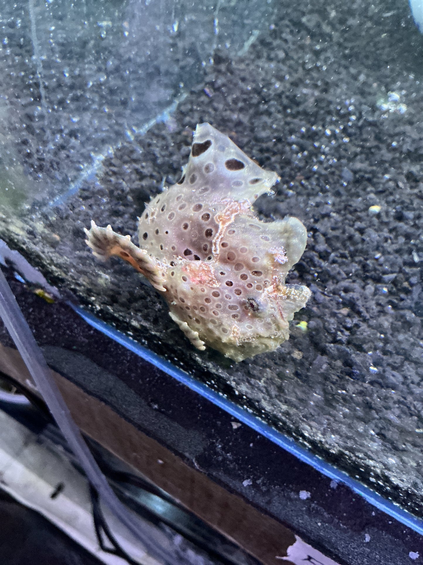Frog Fish
