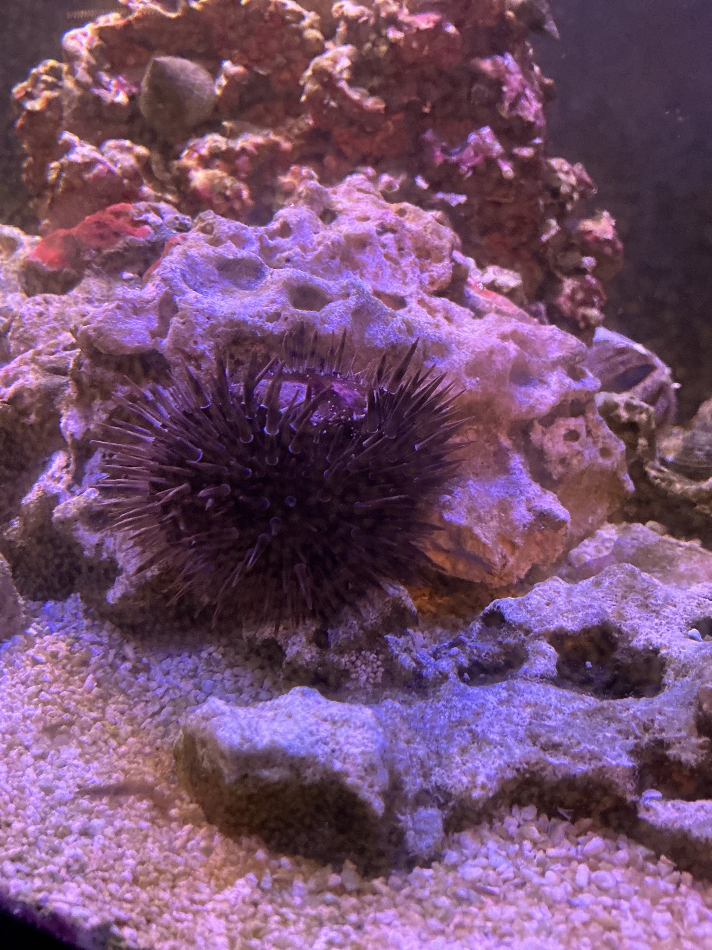 Long Splined urchin