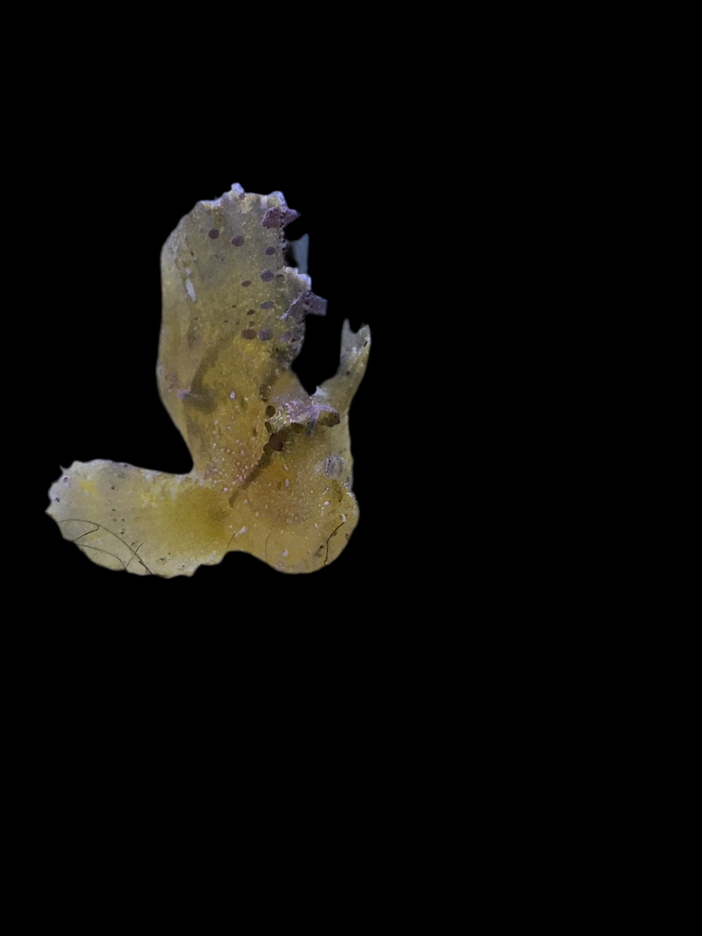 Scorpion fish