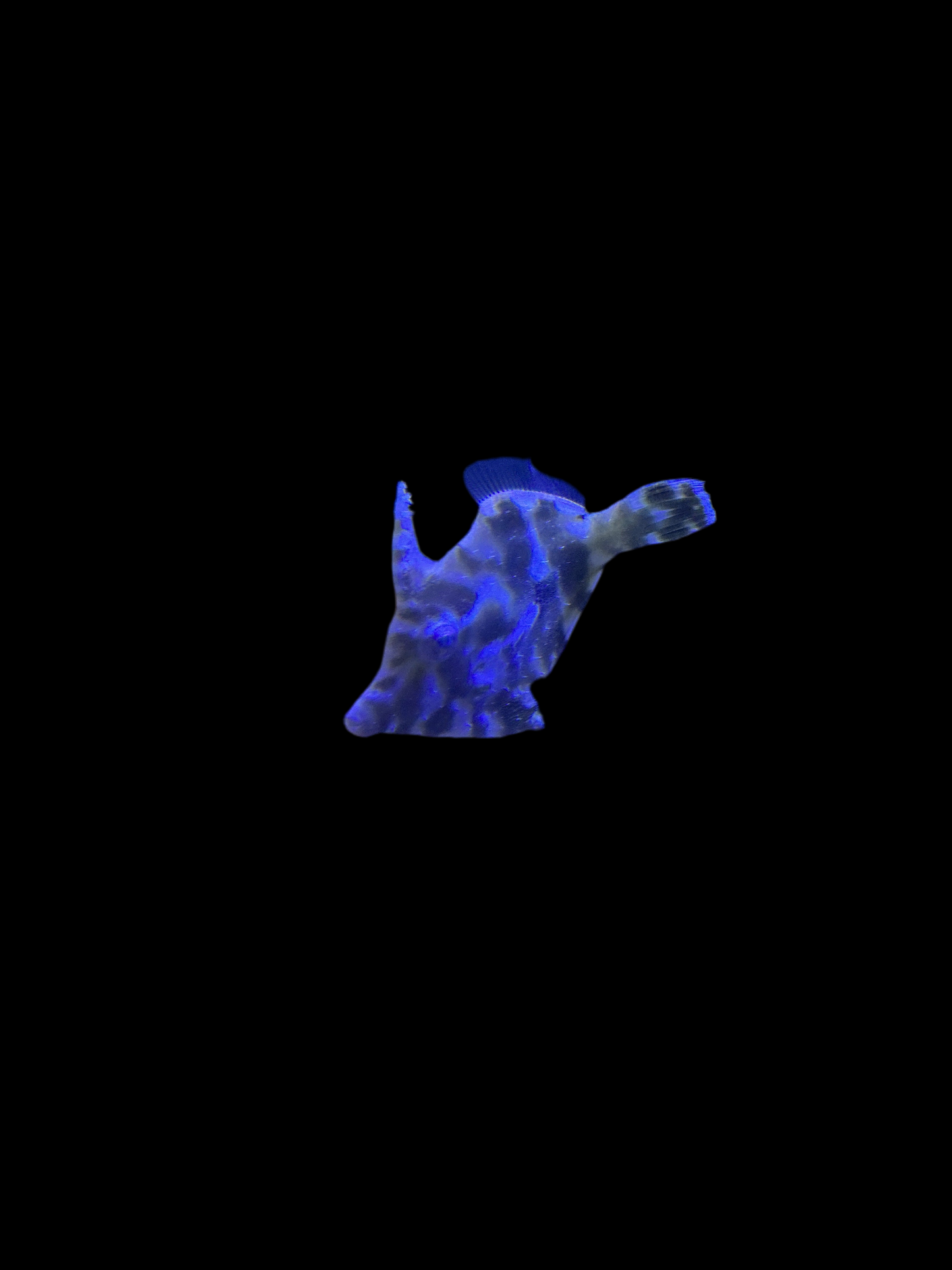 Aptasia Eating Filefish
