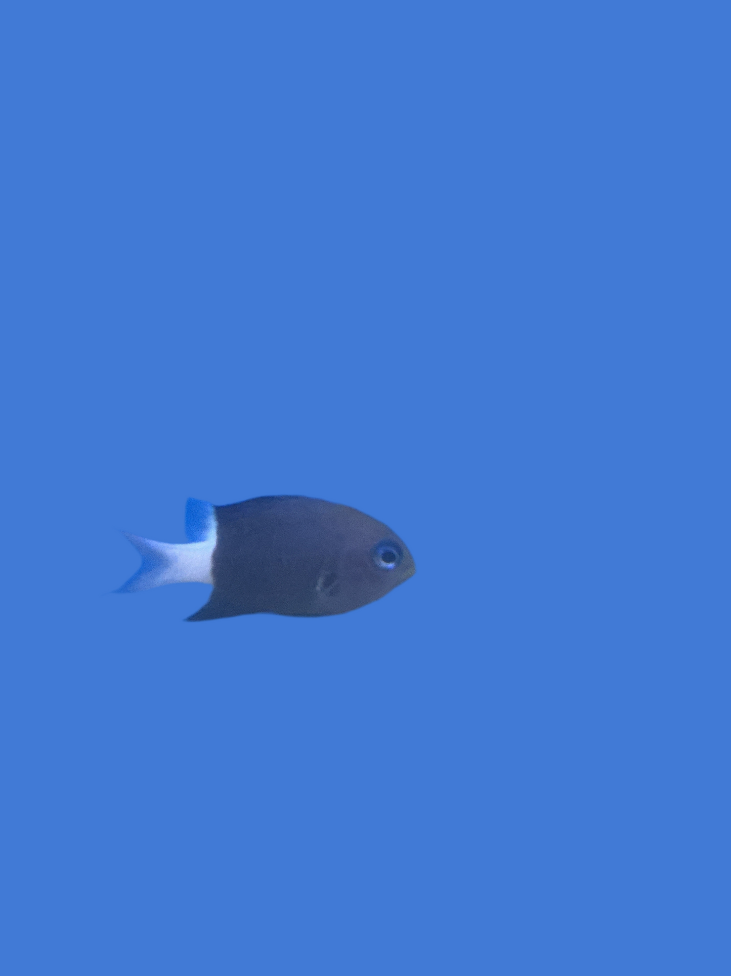 Bicolor Chromis