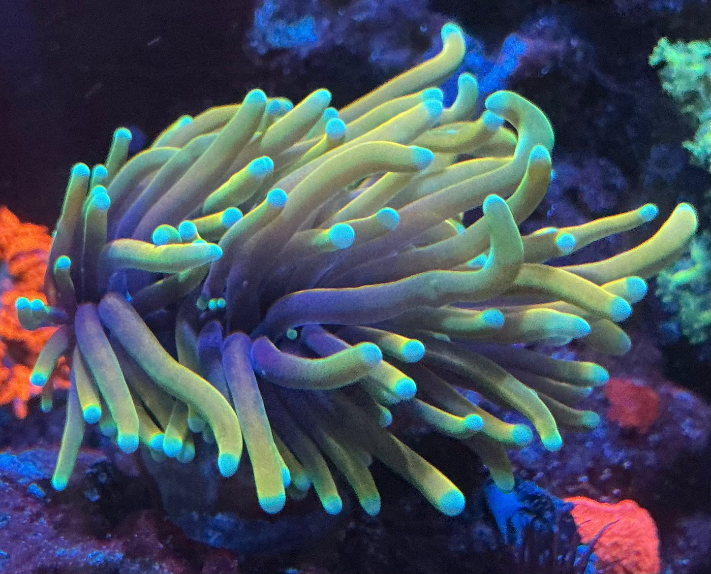 Blue Tip Indo Gold Torch 2 Heads 005