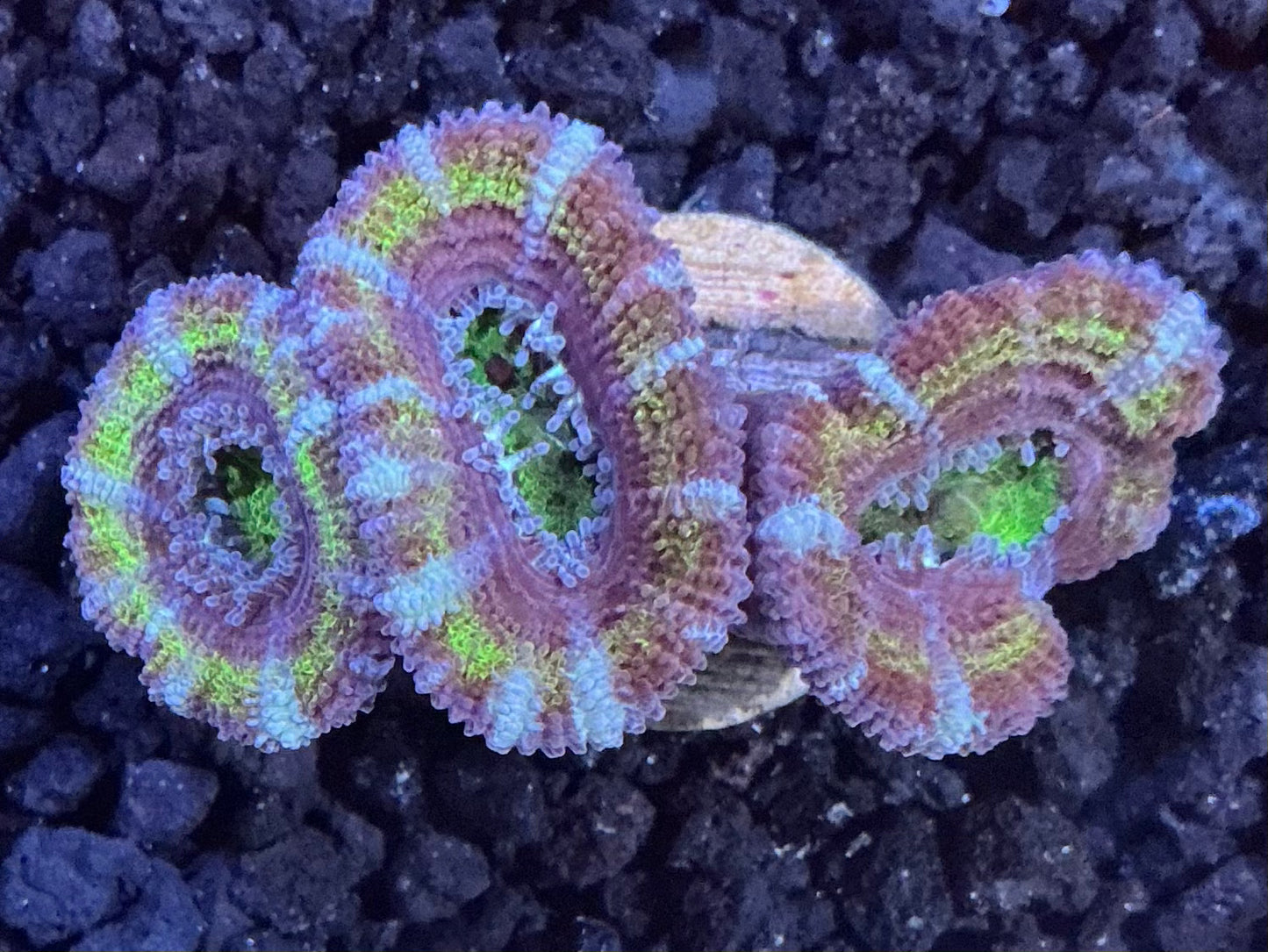 Lord Acan Frag 010