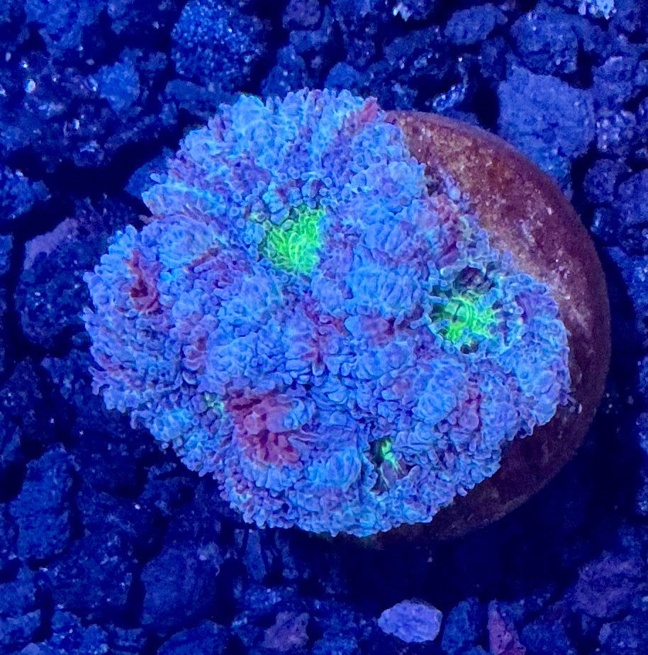 Lord Acan Frag 001