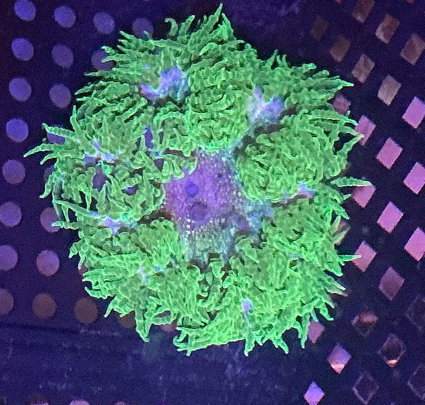 Ultra Rock Anemone 010