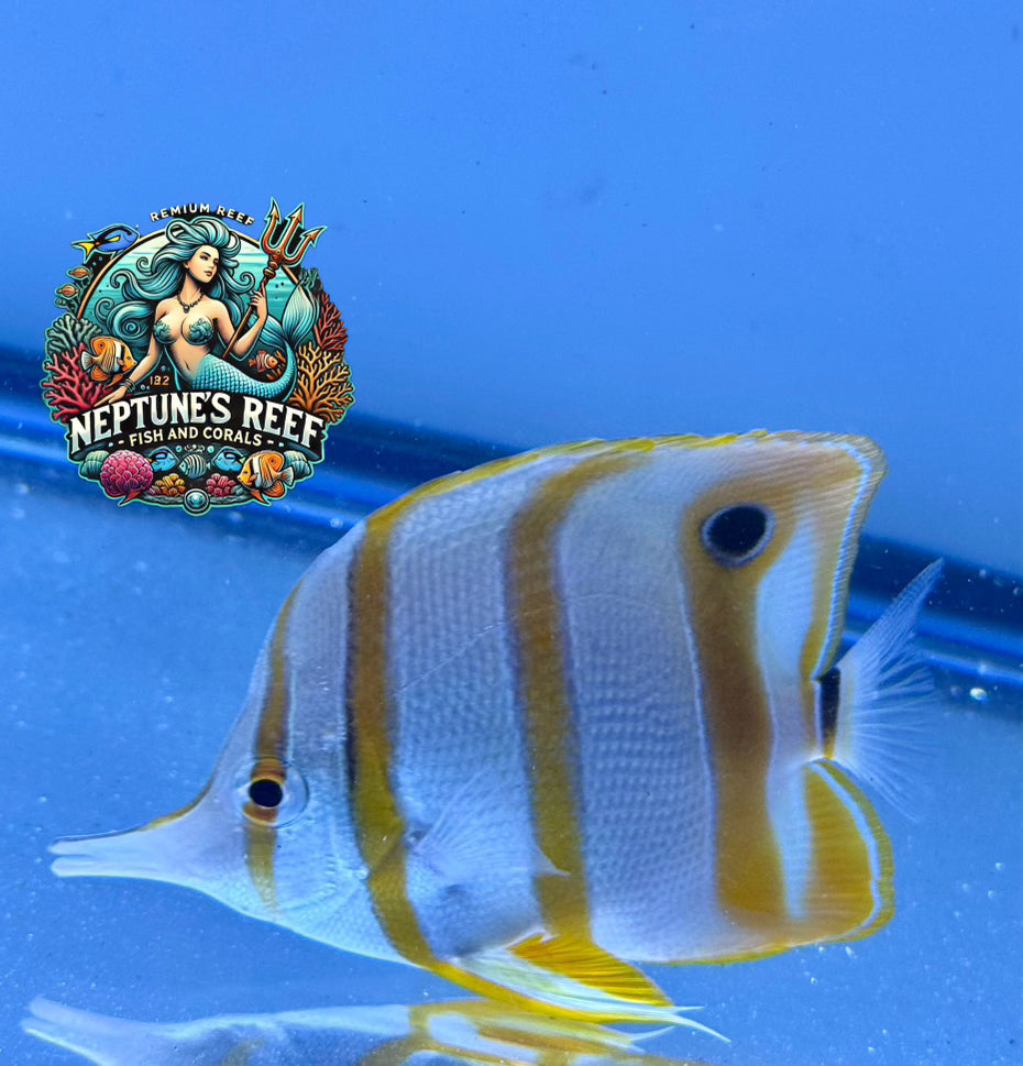 Copperband Butterfly