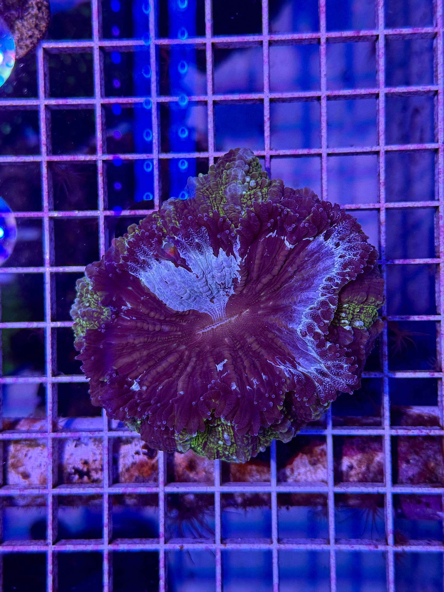Acanthastrea