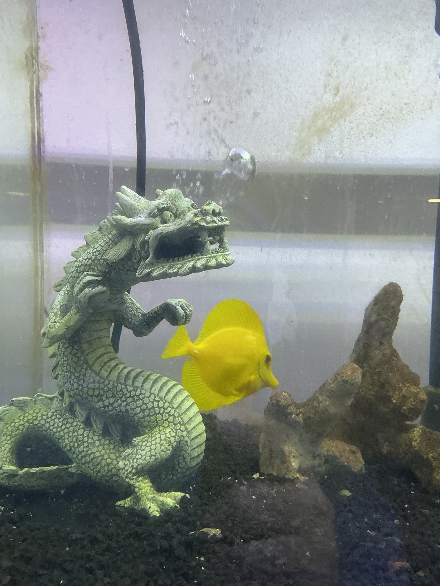 Hawaiian Yellow Tang