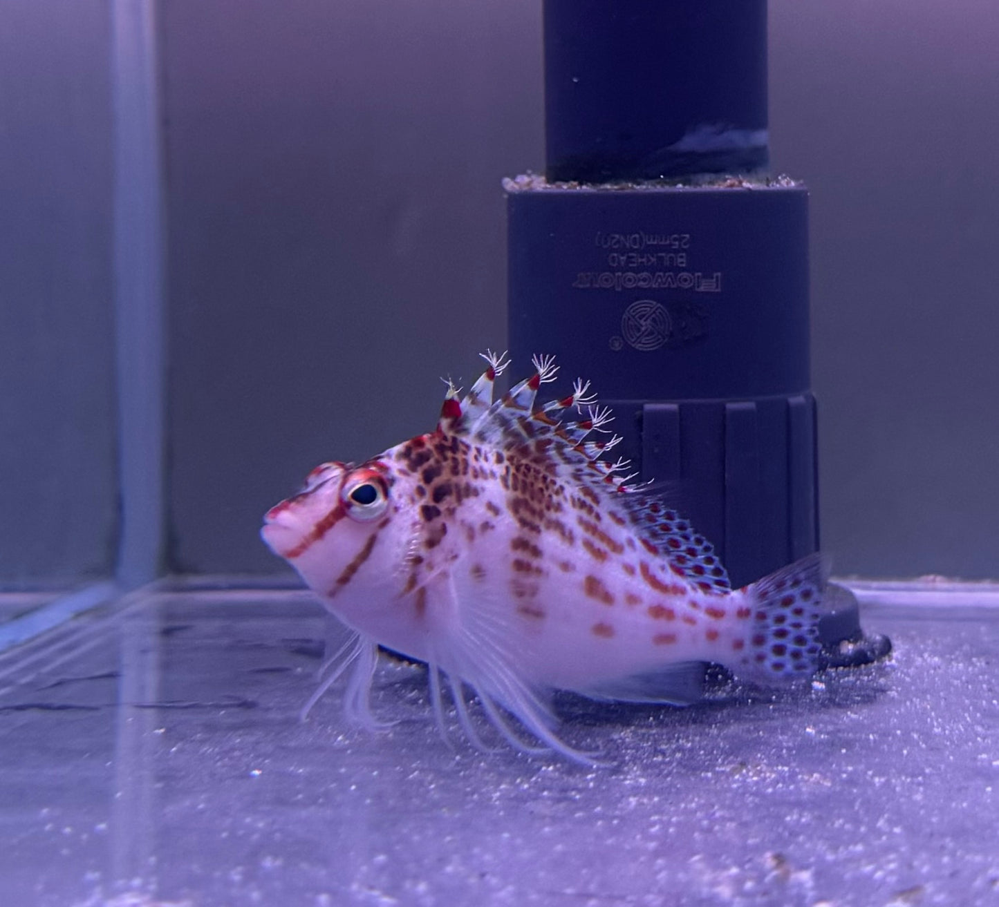 Dwarf Spotted Hawkfish