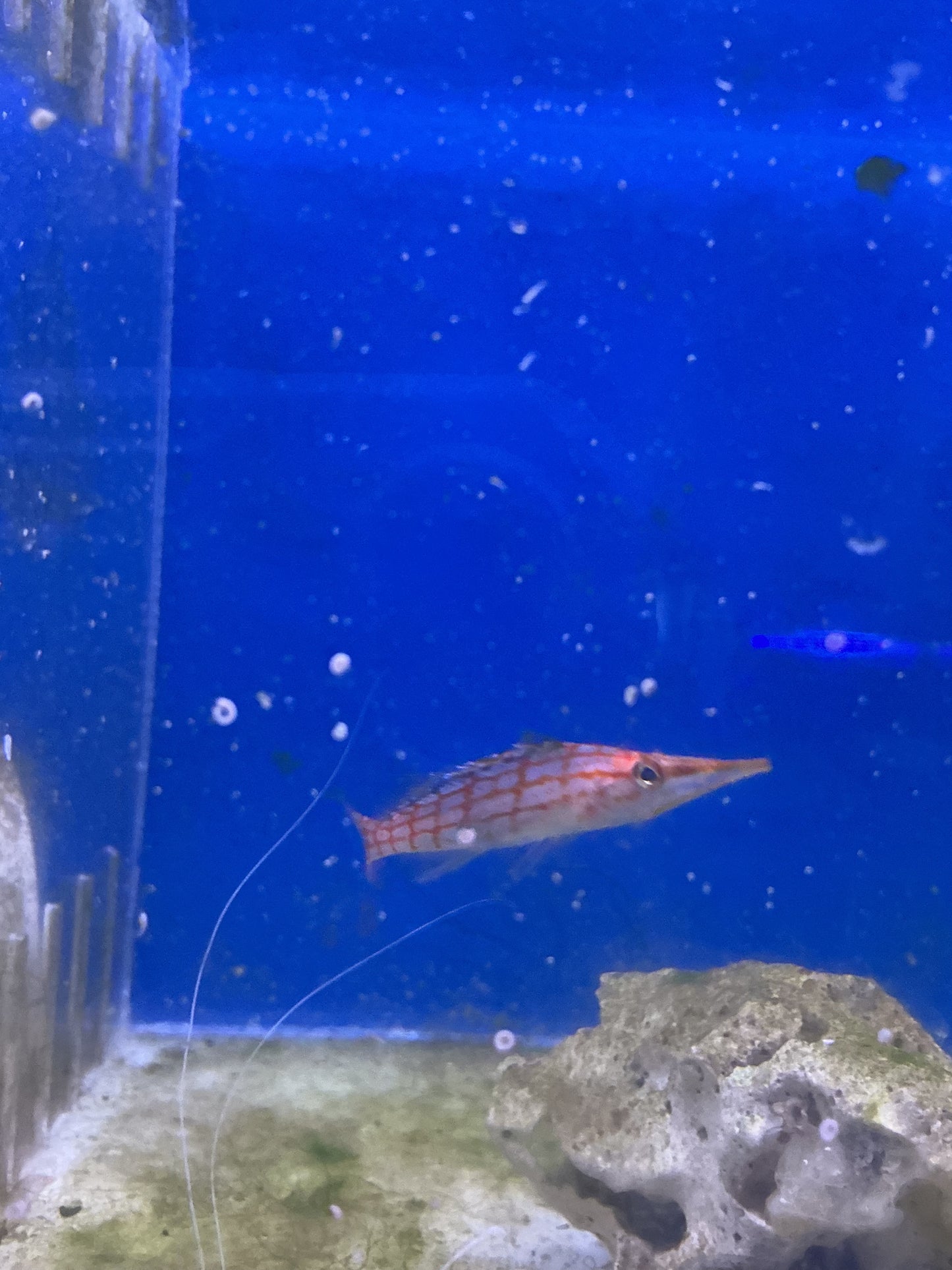 Long nose Hawkfish