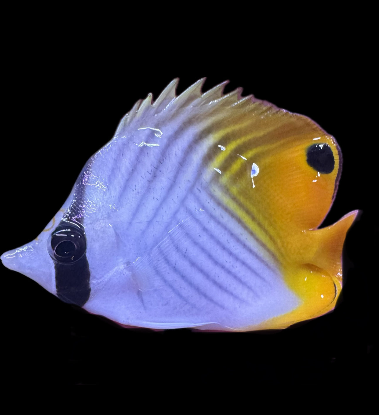 Auriga Butterflyfish