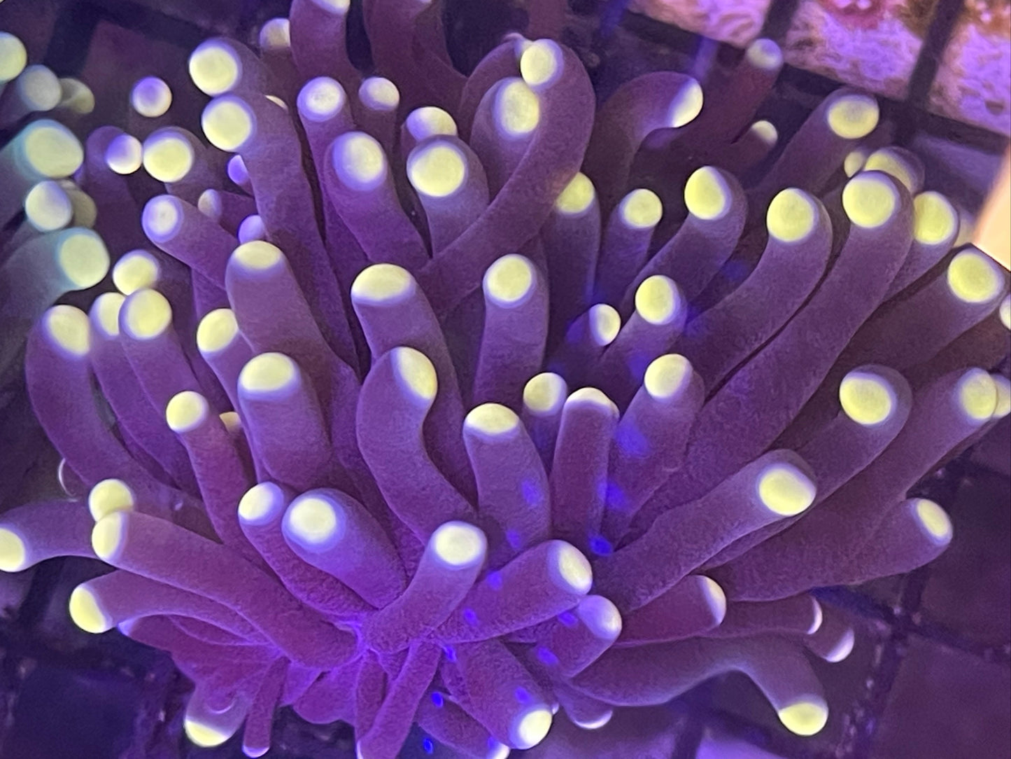 Aussie Torch Coral 001