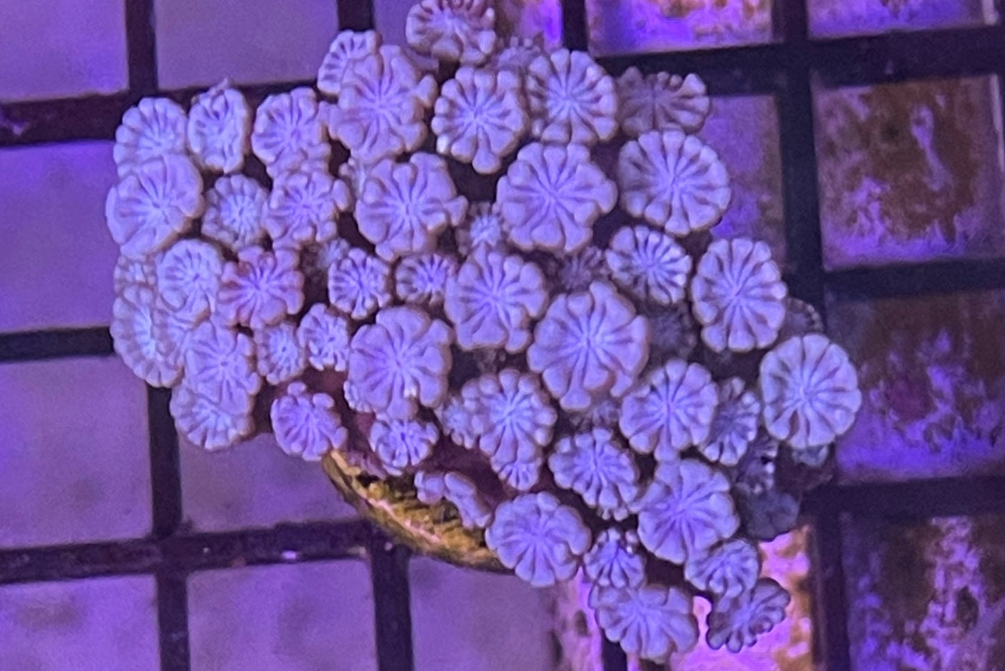 Alvelopora Frag 001