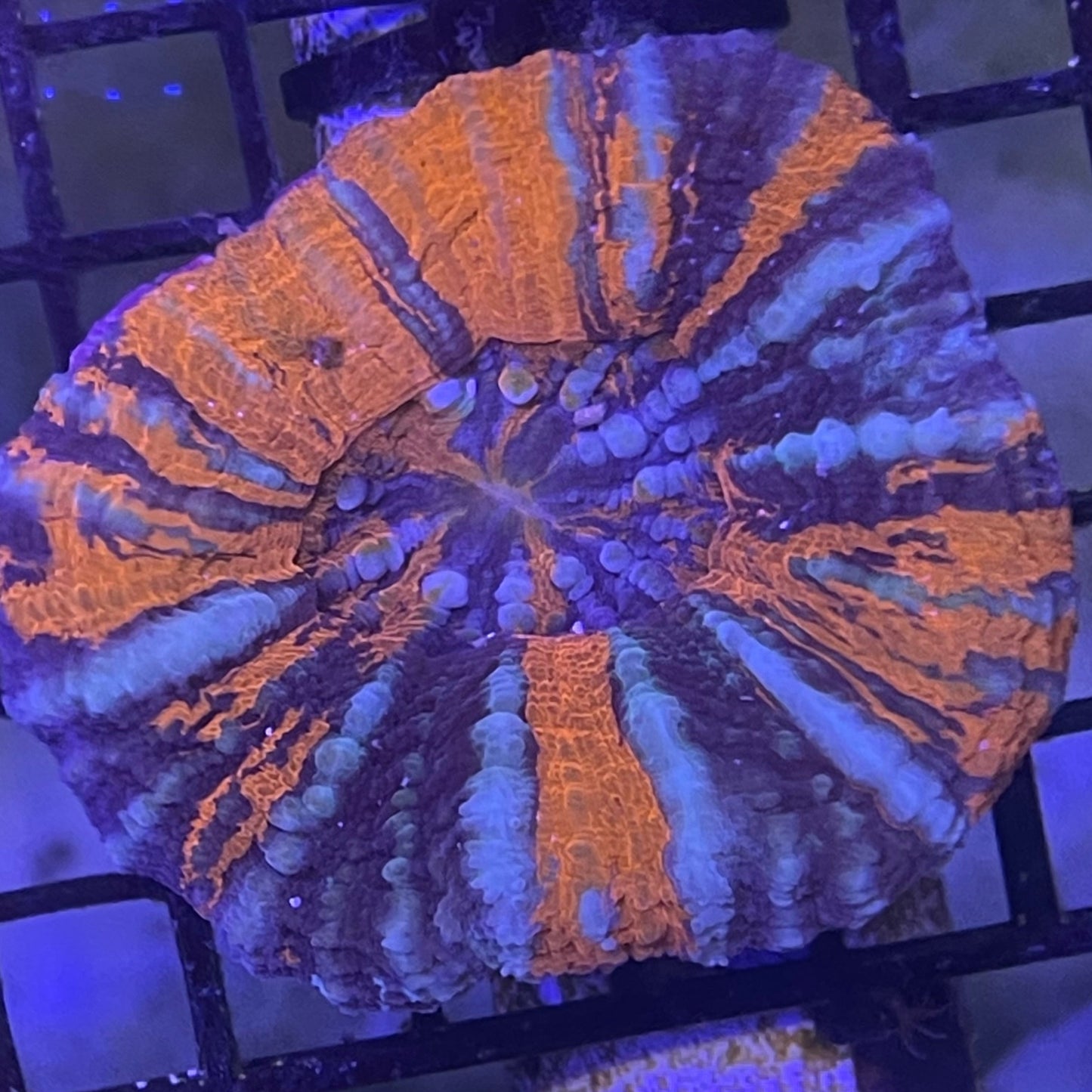 War Paint Scoly Brain Coral 001