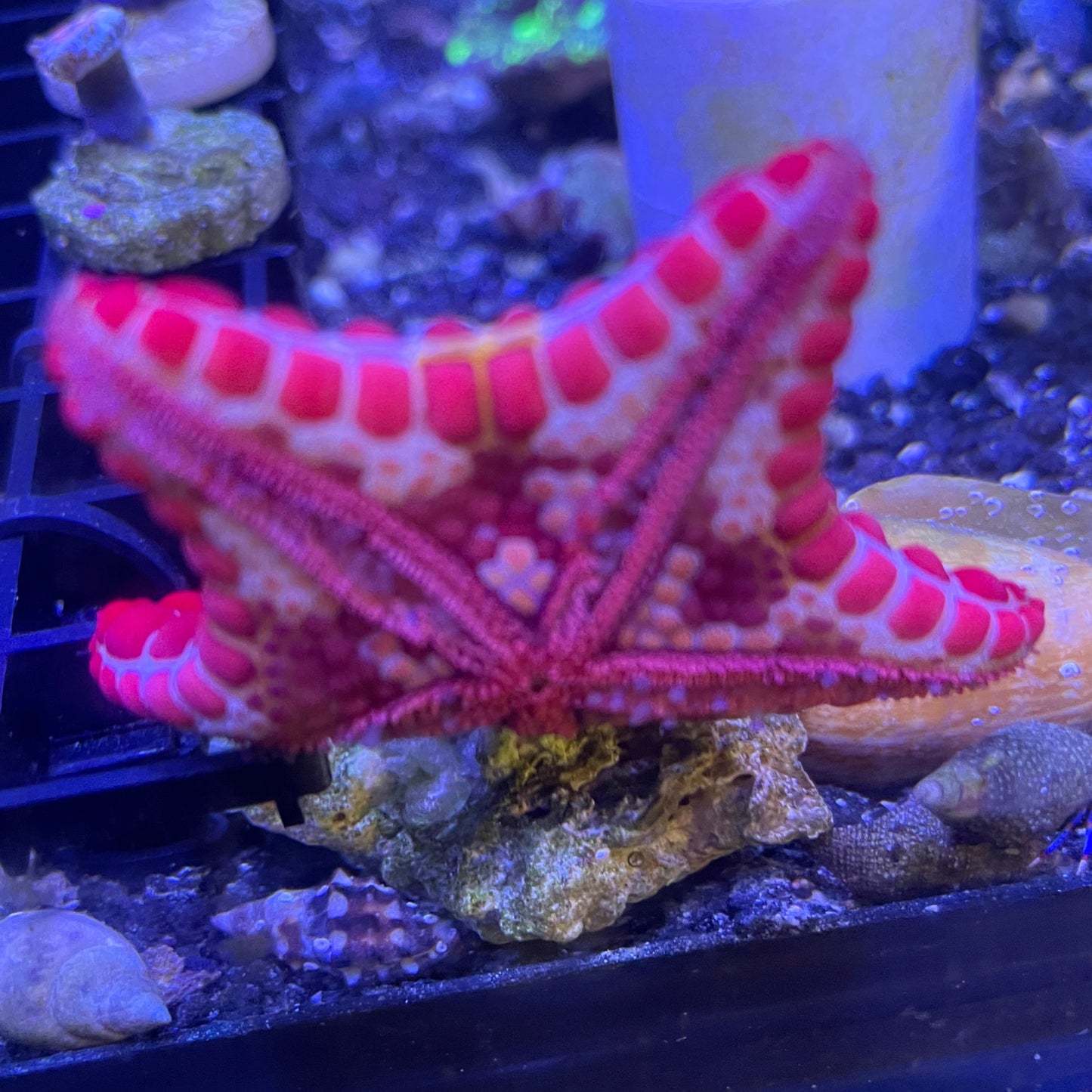 Red Biscuit Sea Starfish