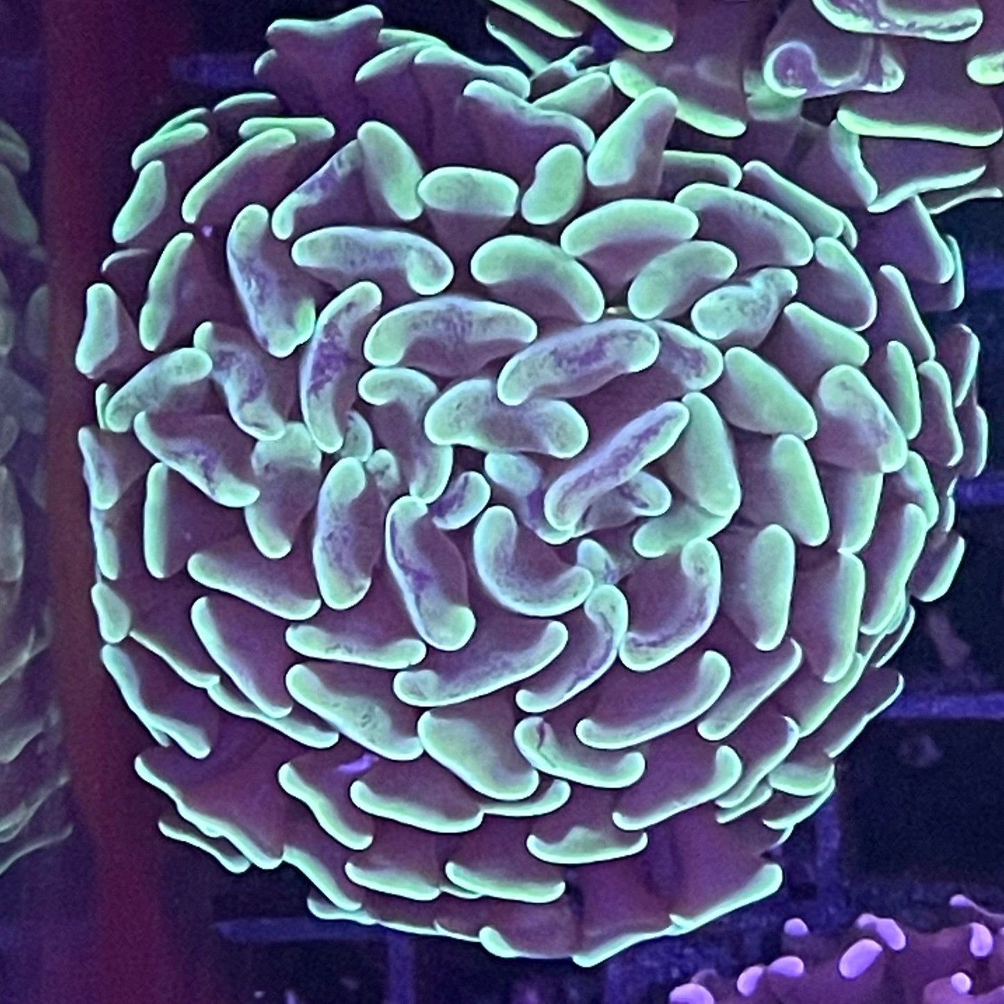 Branching Hammer Coral 004