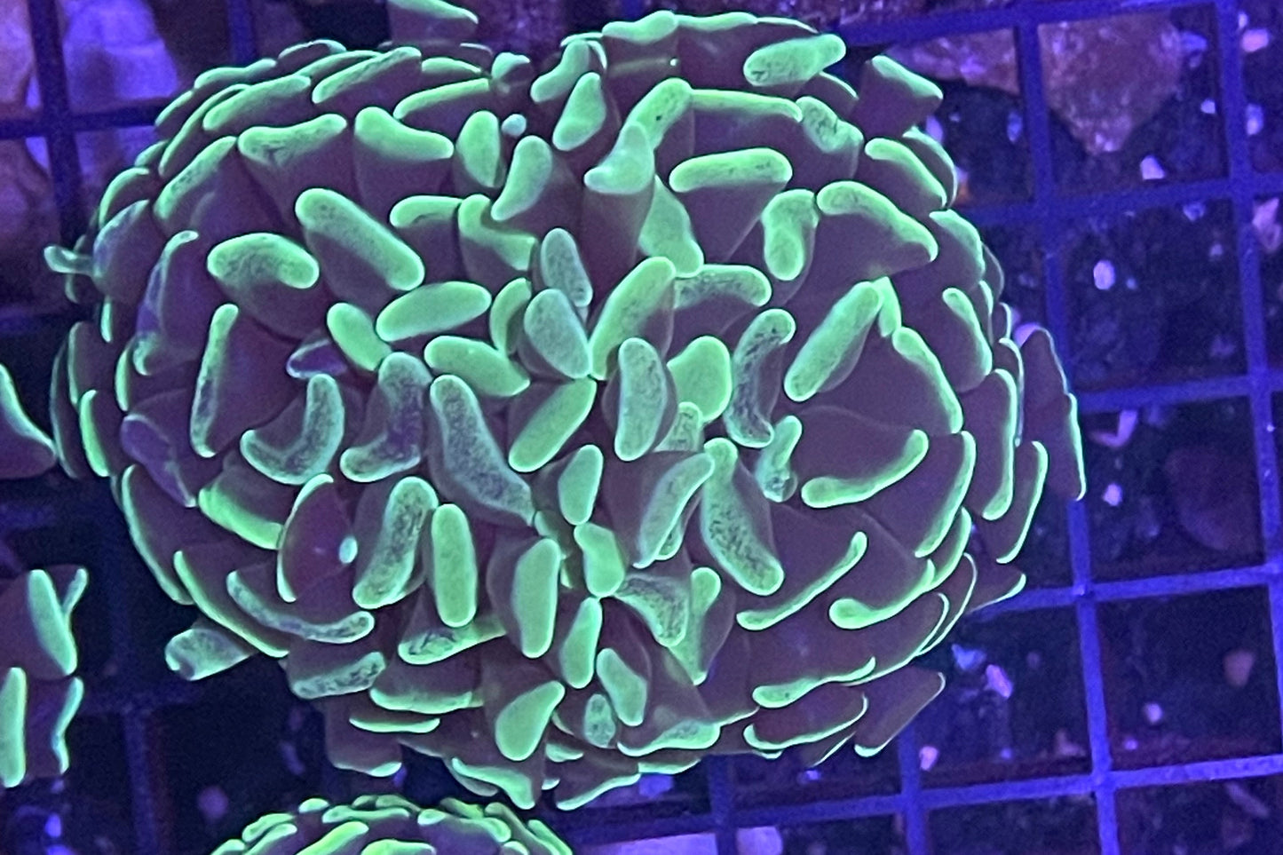 Branching Hammer Coral 005