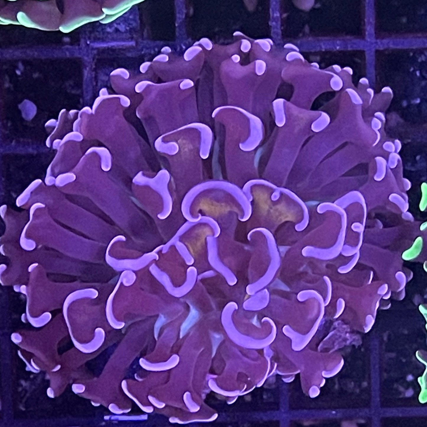 Wall Hammer Coral 006