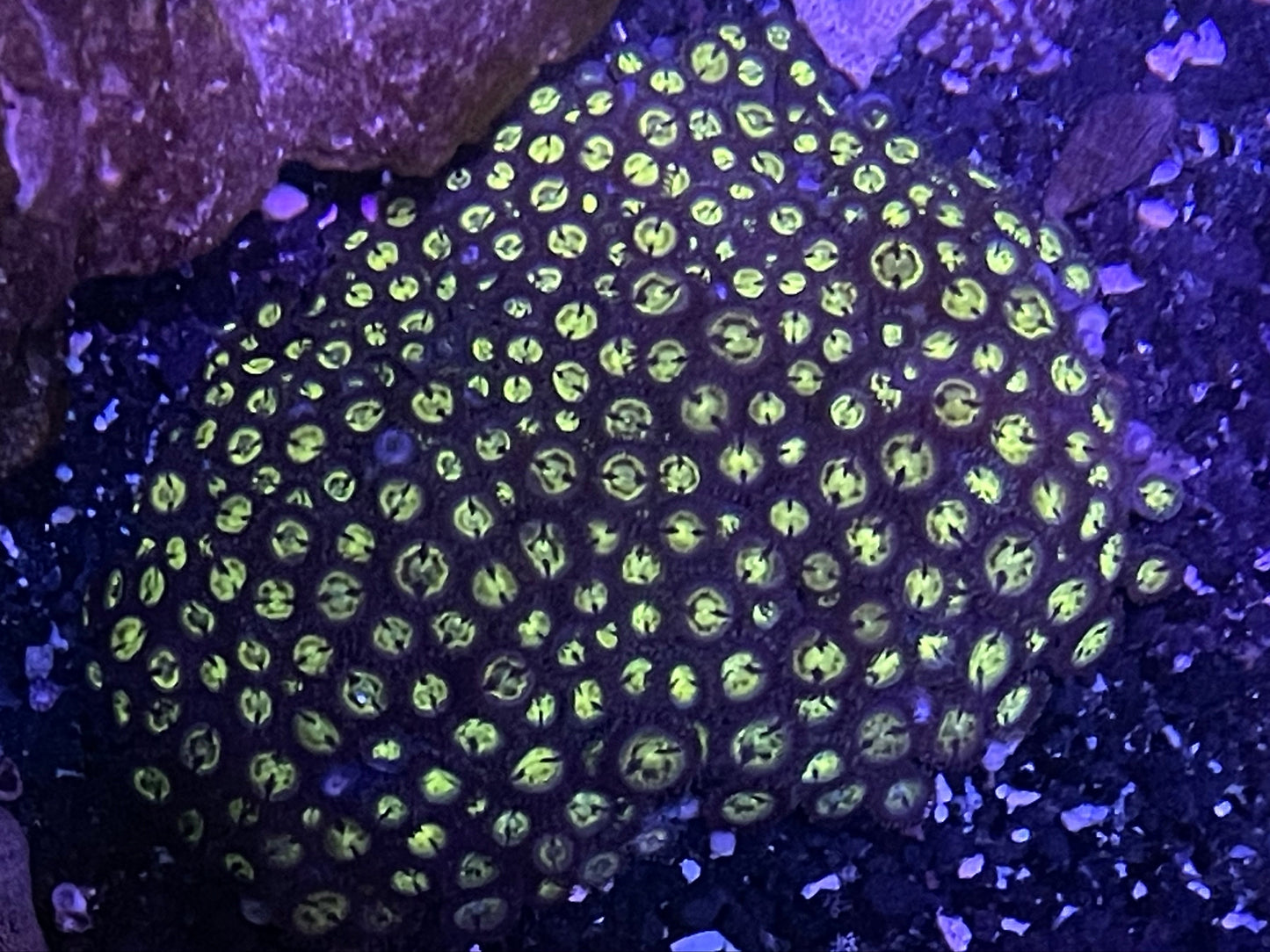 Yellow Zoanthid Zoa Colony 001