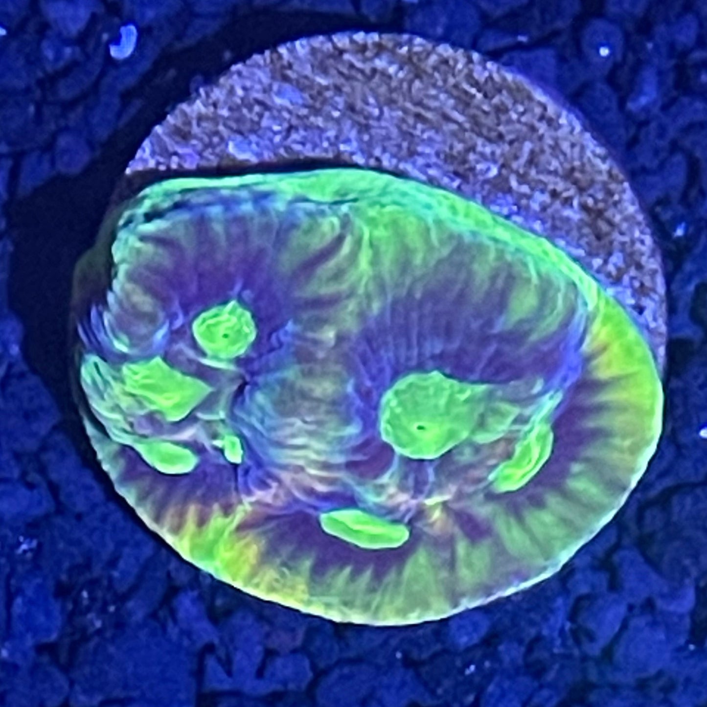 Dragon Soul Favia XL Frag 001