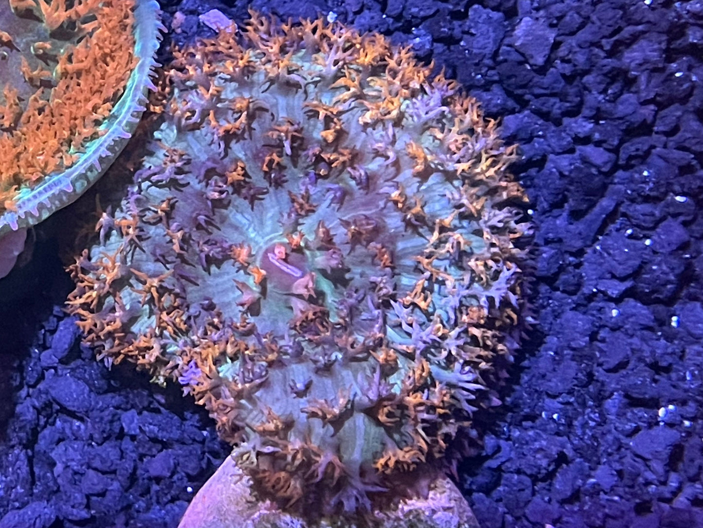 St Thomas Mushroom 003