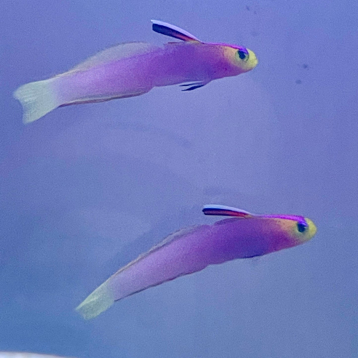 Helfrichi Firefish
