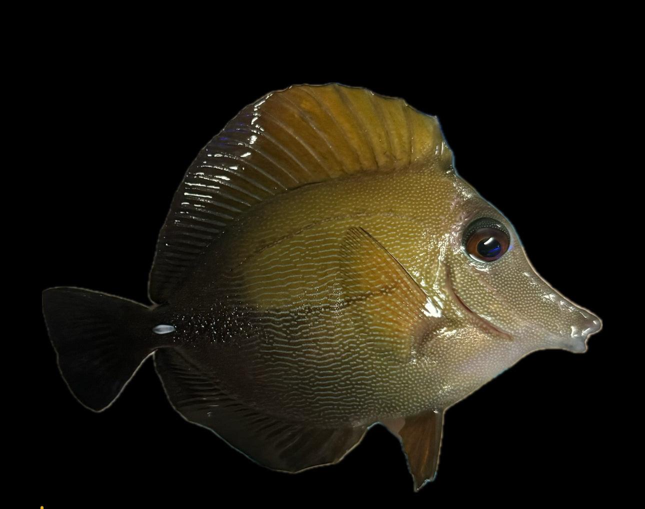 Scopas Tang