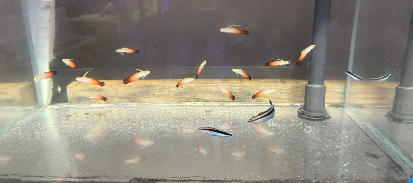 Firefish Goby-Lubang