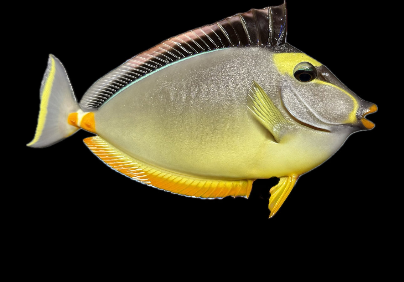 Saltwater Fish – Neptune's Reef