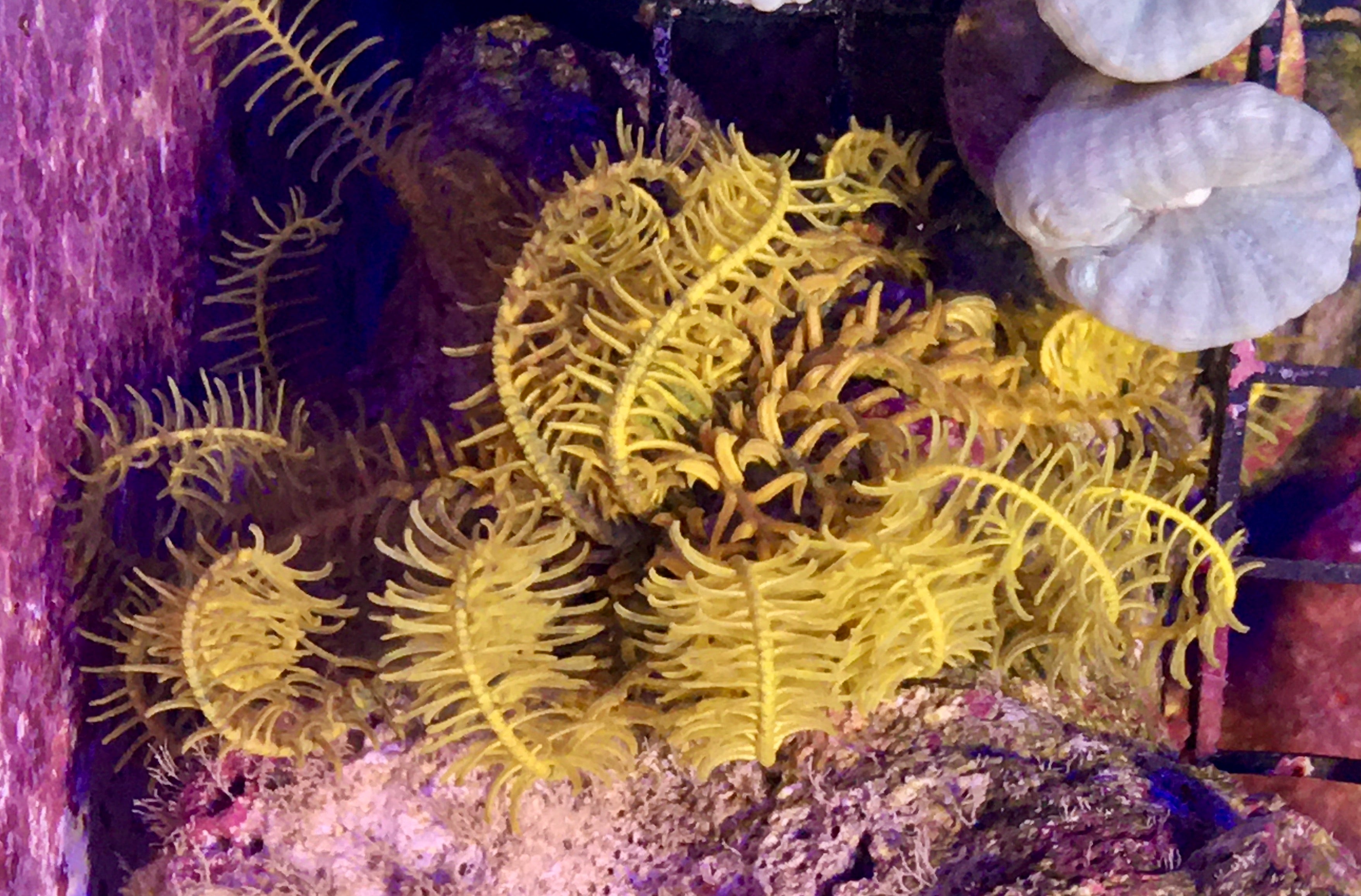 Invertebrates – Neptune's Reef