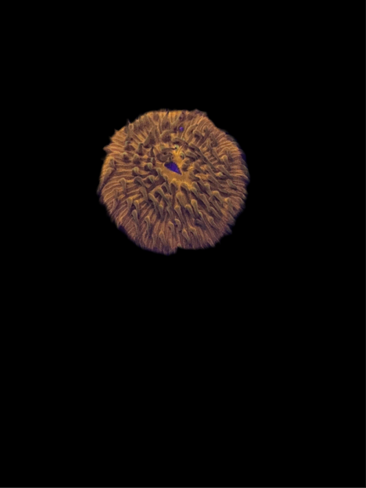 Orange Coral Plate