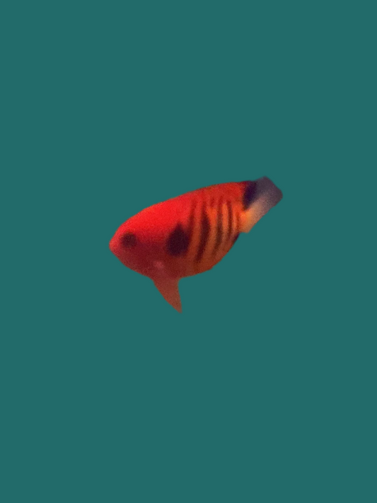 Flame Angelfish