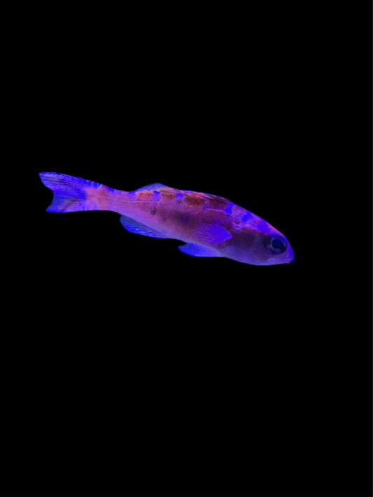 Chalk Basslet