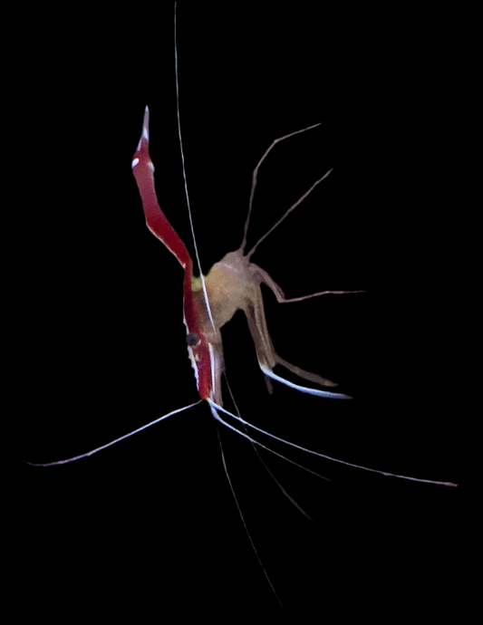 Cleaner Shrimp