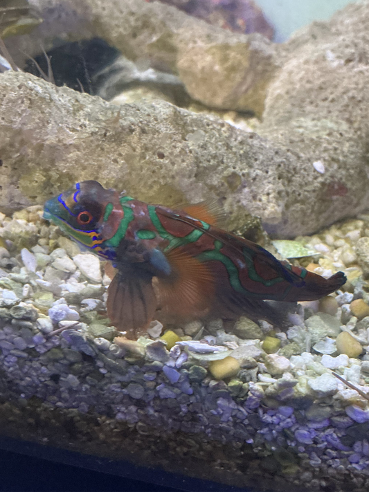 Green Mandarin Goby