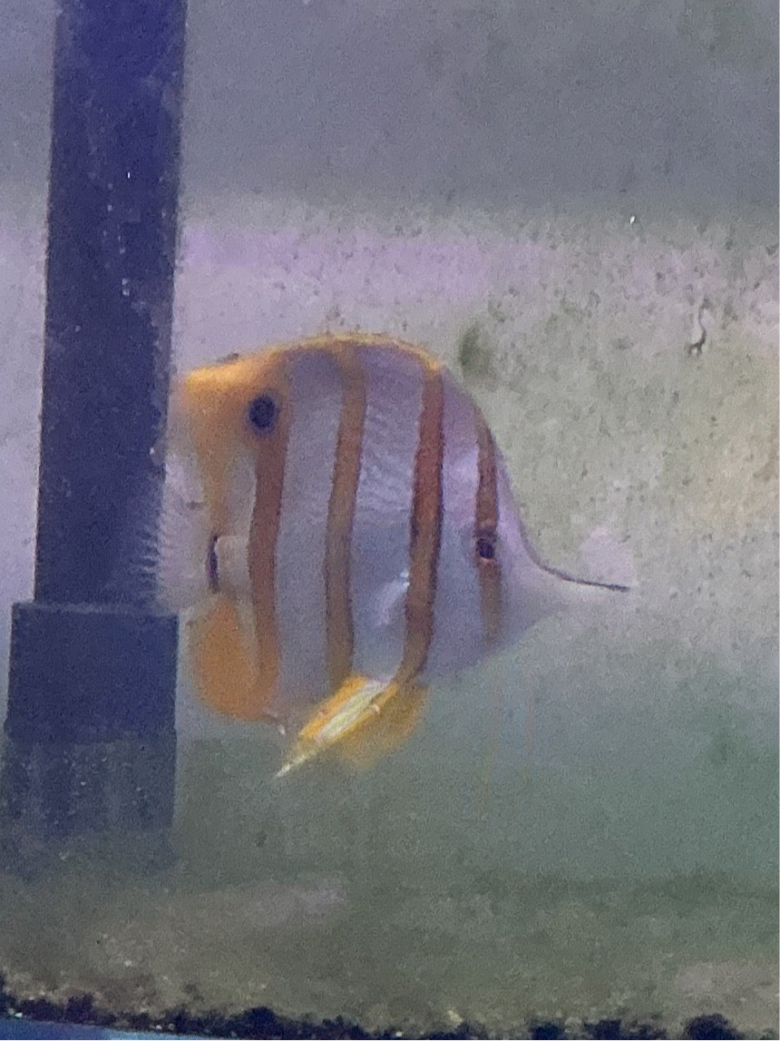Copper Band Butterflyfish