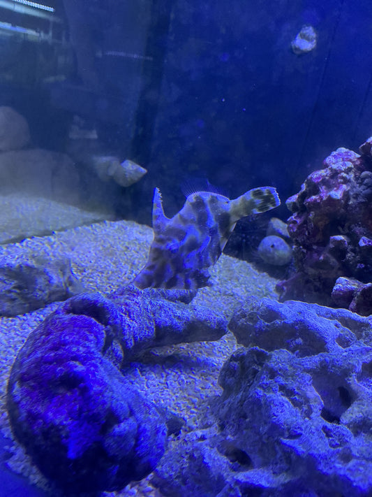 Aptasia Eating Filefish