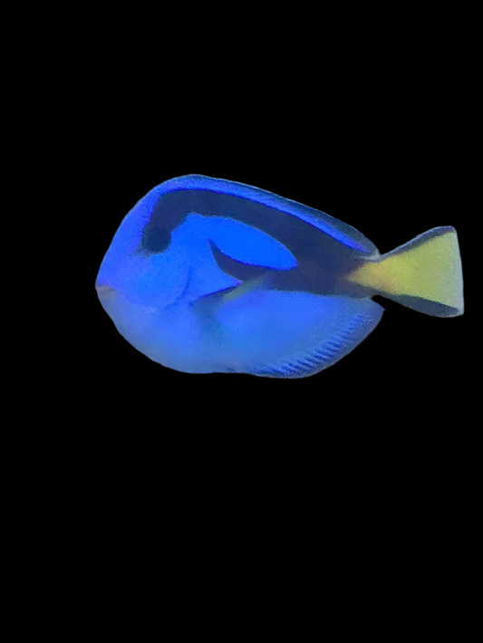Blue Hippo Tang