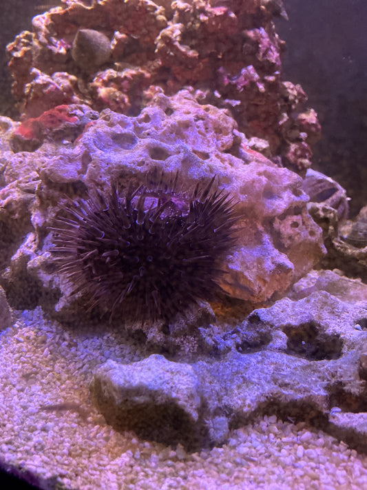 Long Splined urchin