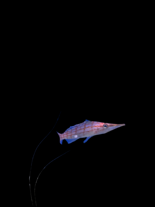 Long nose Hawkfish