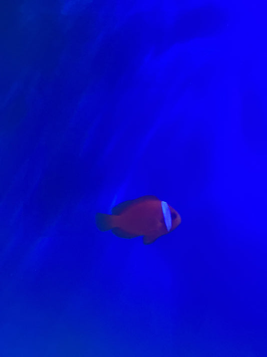 Tomato Clownfish
