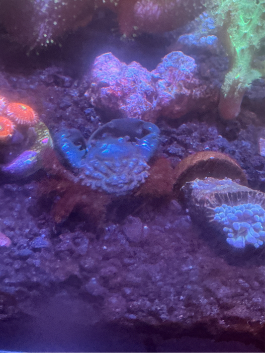 Emerald Crab