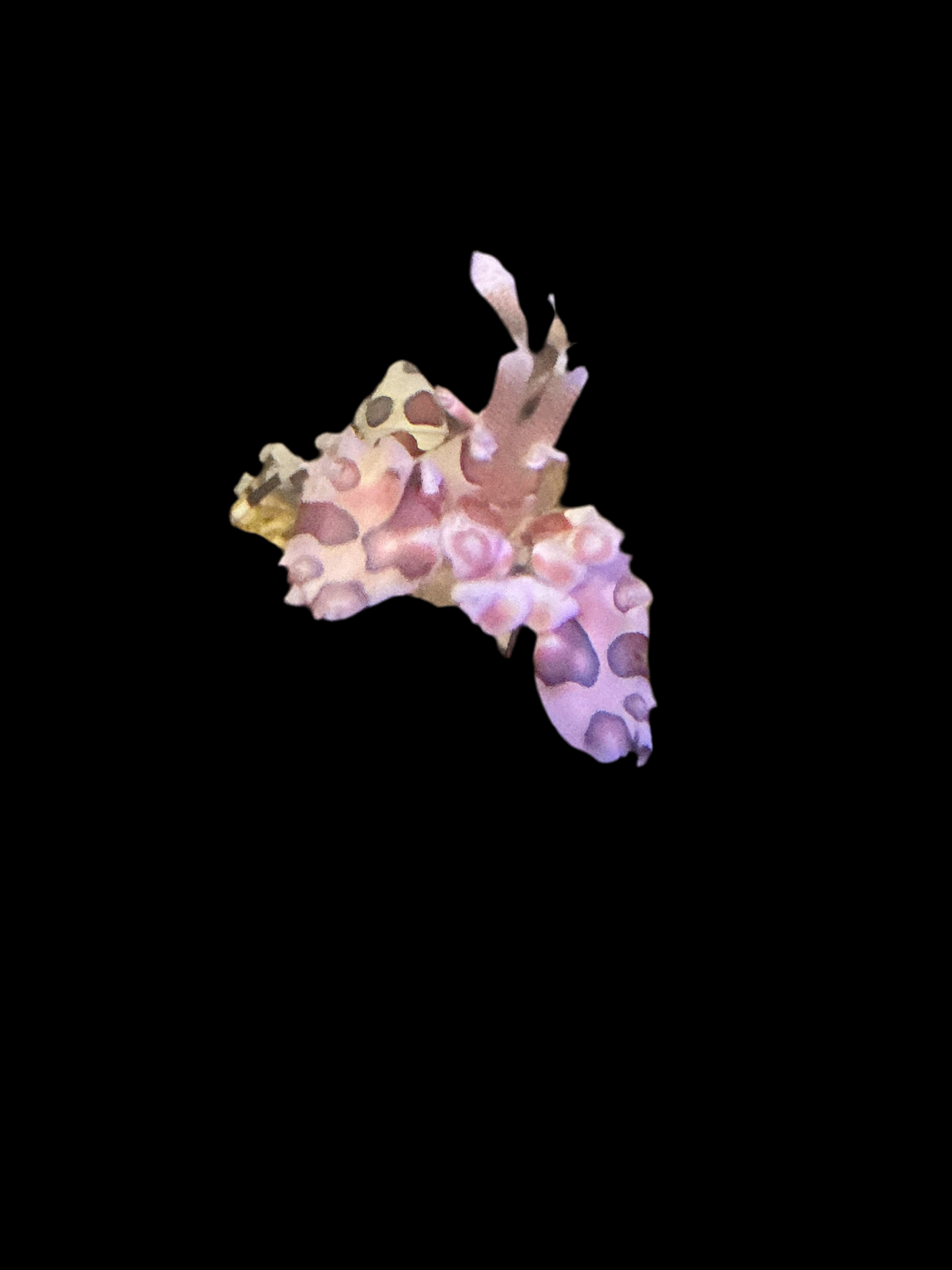 Harlequin Shrimp