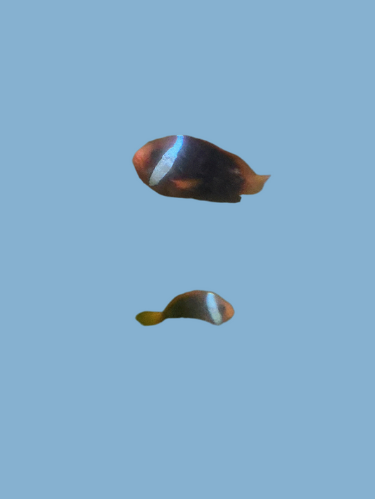 Cinnamon Clownfish Paired