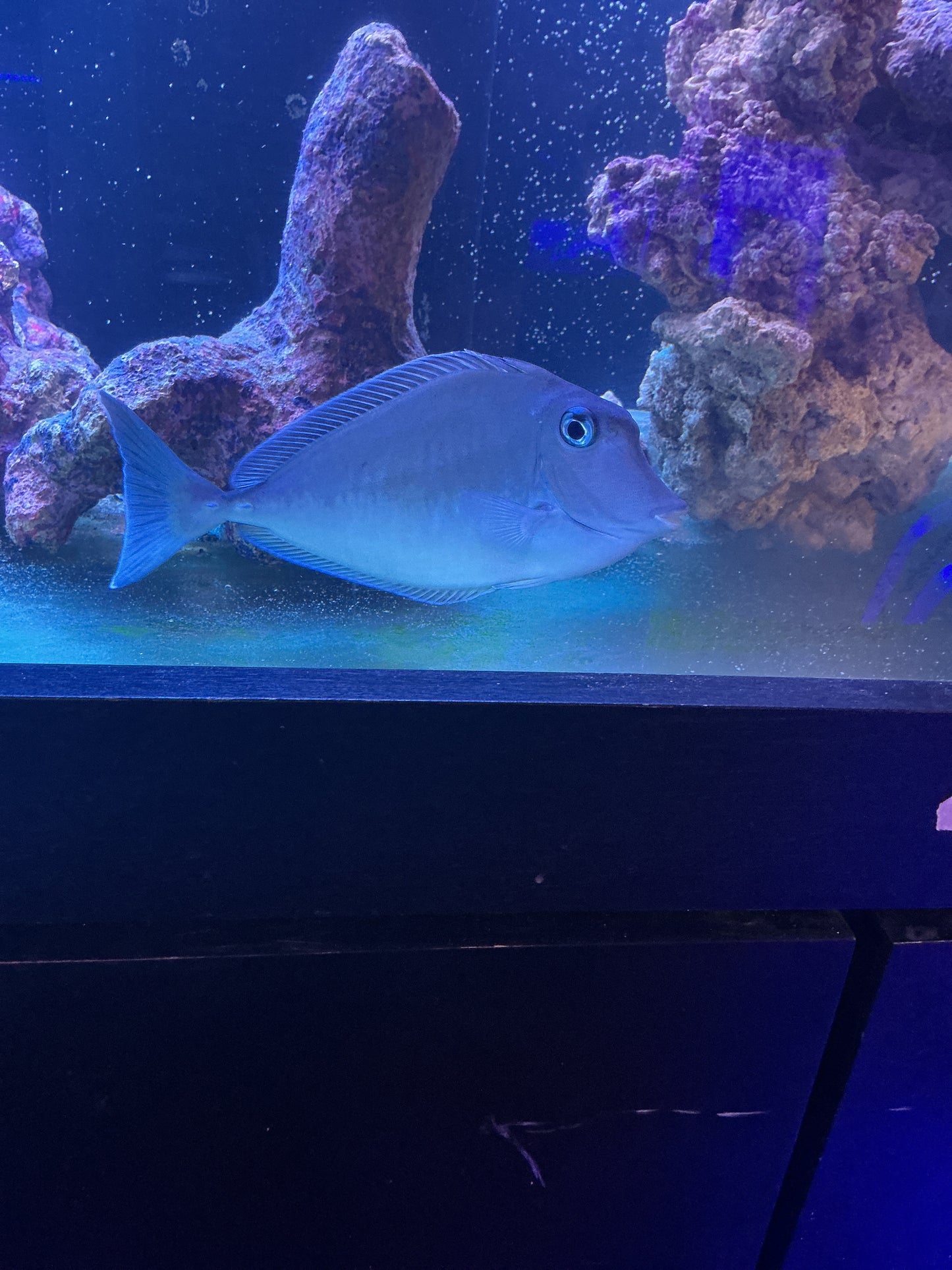 Unicorn fish