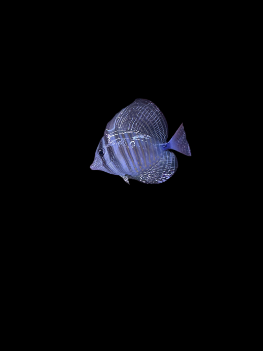 Desjardini Sailfin