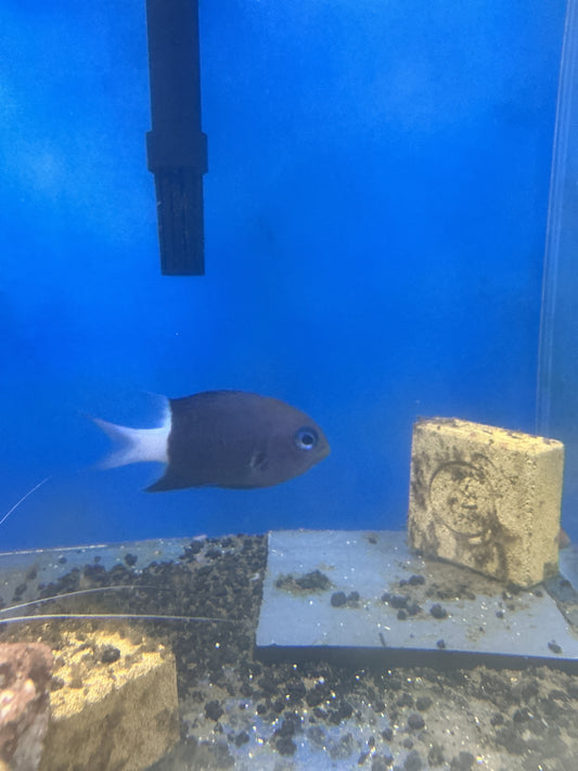 Bicolor Chromis