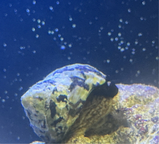 Turbo Zebra Snail