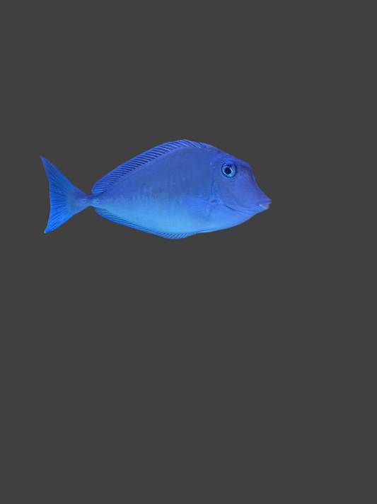 Unicorn fish