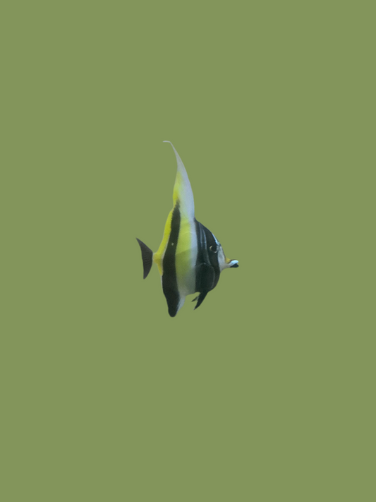 Moorish Idol